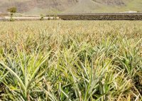 El Gobierno de Canarias forma a los productores de pi&ntilde;a tropical sobre tecnolog&iacute;as de cultivo