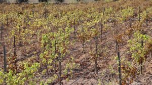 El Gobierno regional destina 3,4 millones a la suscripción de seguros agrarios combinados