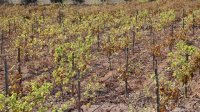 El Gobierno regional destina 3,4 millones a la suscripción de seguros agrarios combinados
