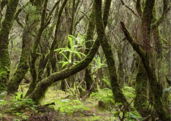 Las áreas de influencia socioeconómica de los parques nacionales canarios recibirán cerca de un millón de euros