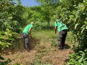 Foresta realiza labores de mantenimiento y riego de los más de 3.500 árboles plantados en el Proyecto Emplea Verde