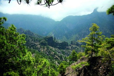 Transici&oacute;n Ecol&oacute;gica saca a informaci&oacute;n p&uacute;blica el nuevo Plan Forestal de Canarias