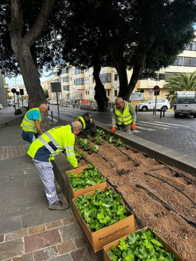 El Ayuntamiento de Gu&iacute;a embellece sus jardines y espacios p&uacute;blicos con la plantaci&oacute;n de m&aacute;s de 2.000 geranios