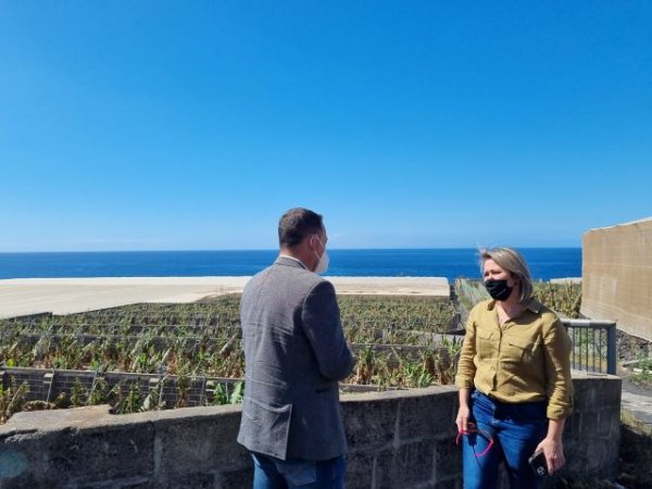 El Gobierno canario abona un anticipo de 1,1 millones a los productores de pl&aacute;tano afectados por el volc&aacute;n