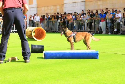 La Feria del Animal de Compa&ntilde;&iacute;a, Animundo, regresa a Infecar los d&iacute;as 18 y 19 de noviembre