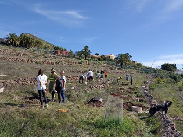 La Gomera: El Cabildo refuerza la plantación de especies termófilas en zonas del sur de la isla