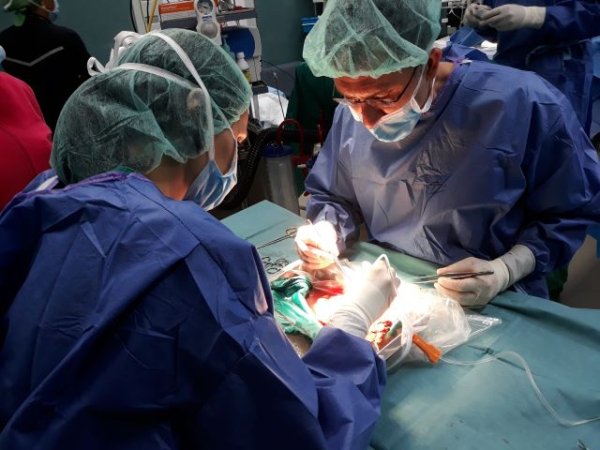 Los hospitales del SCS realizan 82 trasplantes de órganos en los cinco primeros meses del año