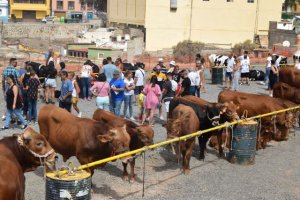 Gáldar enaltece el sector primario en una feria con cerca de 200 cabezas de ganado