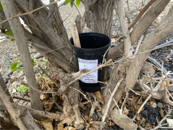 Sanidad confirma la primera semana sin detección de ejemplares de Aedes aegypti en el barrio de Piletas