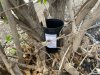 Sanidad confirma la primera semana sin detecci&oacute;n de ejemplares de Aedes aegypti en el barrio de Piletas