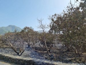 El Gobierno concede las ayudas a agricultores y ganaderos damnificados por el incendio del pasado año en La Palma