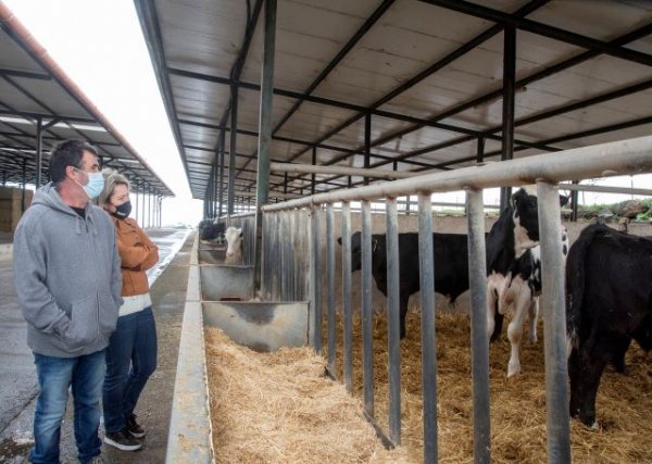 El Gobierno canario destina 4,4 millones de euros en ayudas para las ganaderías de bovino
