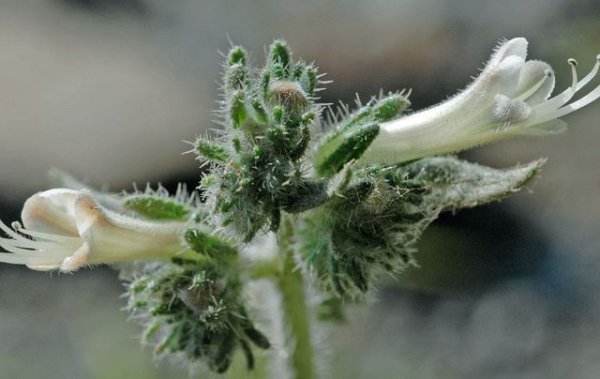 Canarias: un modelo económico en contra de la biodiversidad