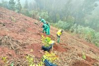 Foresta desarrolla un proyecto de reforestación para frenar la desertización en Gran Canaria