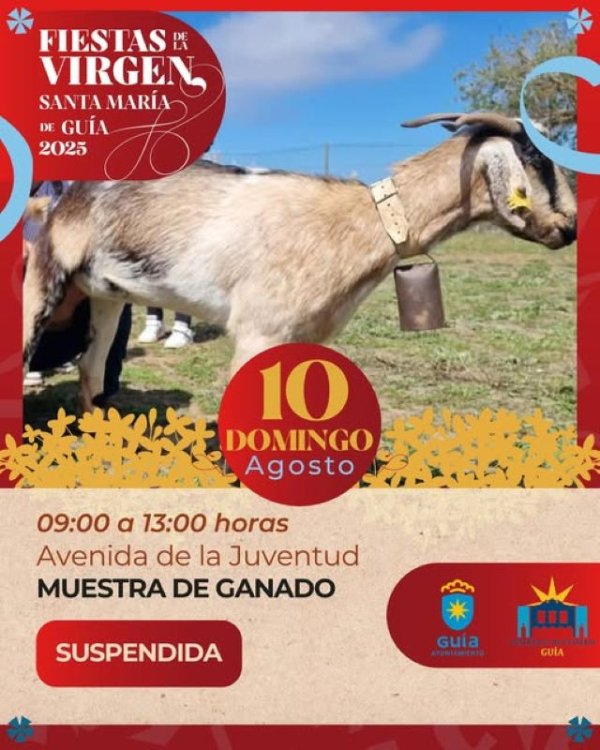    El Ayuntamiento de Guía suspende la muestra de ganado prevista para hoy domingo dentro de las Fiestas de La Virgen 2025