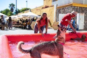 Animundo evidencia la concienciación de la ciudadanía con el bienestar animal