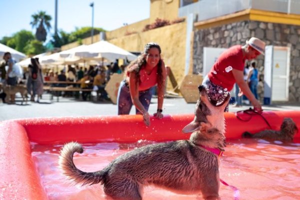 Animundo evidencia la concienciación de la ciudadanía con el bienestar animal