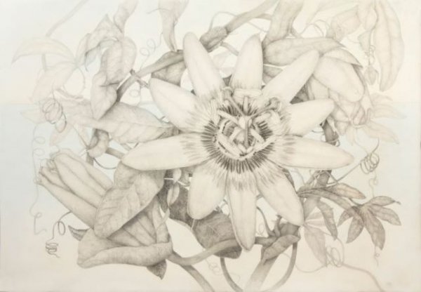 Tenerife: La Real Academia de Bellas Artes ofrece un curso sobre el dibujo botánico