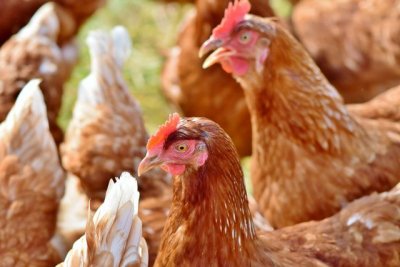 El Gobierno canario convoca ayudas para la producci&oacute;n de gallinas ponedoras