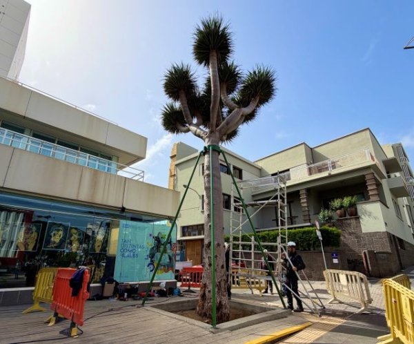 El Cabildo limpia y apuntala el drago de la Casa Palacio en Bravo Murillo para garantizar su estabilidad y conservaci&oacute;n