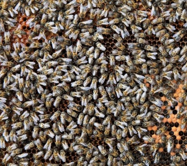El Gobierno canario respalda la producción y comercialización de los productos de la apicultura