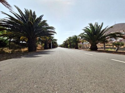 Guía: UxGC-Guía alerta sobre una plaga de Diocalandra en el palmeral de la calle Dr. Chil junto al parque de El Bardo