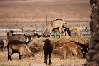 El Gobierno canario convoca ayudas para compatibilizar la producción agrícola con el cuidado del medioambiente