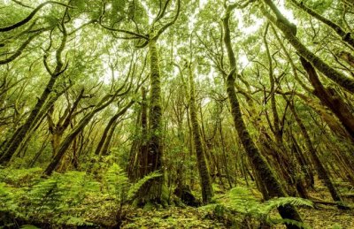 La Gomera: &ldquo;La aprobaci&oacute;n de la transferencia del Parque Nacional al Cabildo abre una nueva etapa en su gesti&oacute;n&rdquo;