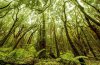 La Gomera: &ldquo;La aprobaci&oacute;n de la transferencia del Parque Nacional al Cabildo abre una nueva etapa en su gesti&oacute;n&rdquo;