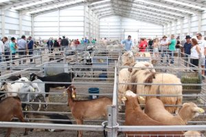 GMR Canarias impartirá en Feaga talleres de valorización y conocimiento del producto local