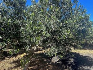 El Gobierno canario concede las ayudas del POSEI a los productores de aloe vera y olivo