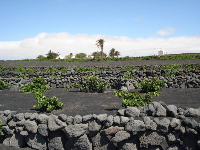 El Gobierno impulsa la agricultura ecol&oacute;gica con la concesi&oacute;n de ayudas a 302 entidades y asociaciones