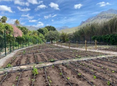 &#039;EcoHuerto Agaete&#039; planta la semilla de la agricultura ecológica