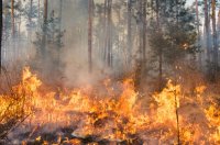La Consejería de Presidencia especializa a bomberos, brigadas y PC en la extinción de incendios urbanos forestales