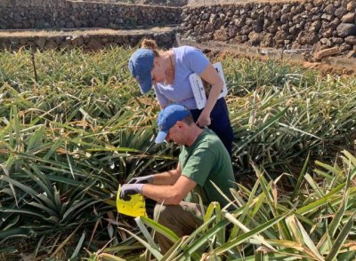 Quintero pide que las administraciones se involucren para recuperar el cultivo de la pi&ntilde;a tropical en El Hierro