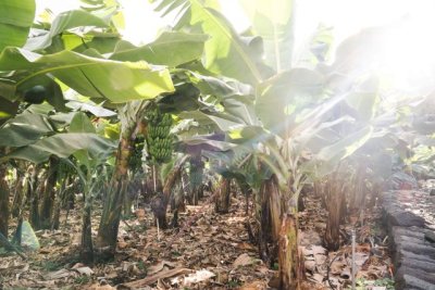 La Gomera: El Cabildo recibe m&aacute;s de un centenar de solicitudes para acogerse a las ayudas al fomento del sector primario