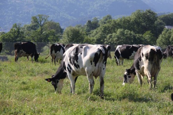ACODEA avanza en un proyecto de investigaci&oacute;n para reducir la huella ambiental de la producci&oacute;n de leche
