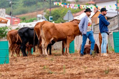 El Zumacal recupera el protagonismo ganadero con la segunda prueba de la I Copa Ordeñador Valleseco 2026