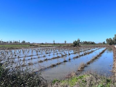 Abre el plazo para solicitar la ayuda por las borrascas, una de las mayores de la historia del campo