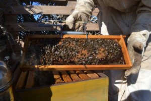 Lanzarote: La Asociación para el Desarrollo de Acciones Climáticas Integrales celebra el Día Mundial de las Abejas