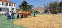 Gu&iacute;a: El CEIP Miguel Santiago acerca las tradiciones rurales al alumnado en el marco de su 40&ordm; aniversario