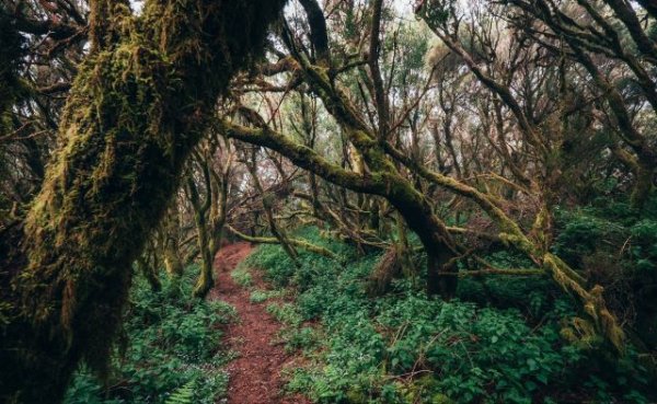 Turismo de Canarias potencia la economía circular, la movilidad sostenible y la reforestación con Ecoínsulas