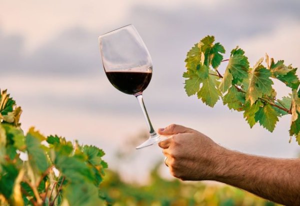 Treinta vinos canarios resultan premiados en la sexta edición del Concurso Nacional VinEspaña