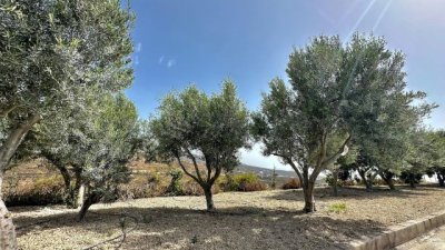 El olivar, entre los cultivos que recibir&aacute;n una ayuda del Gobierno canario para compensar los efectos de la sequ&iacute;a