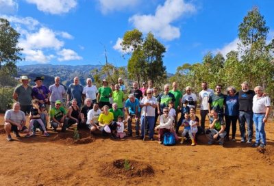 Plantados 300 nuevos árboles canarios en la Montaña de Firgas con motivo de la Huella Ecológica de la Ruta Doramas 2023