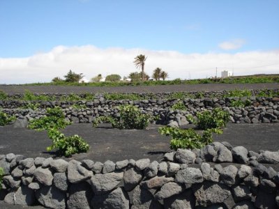 El Gobierno de Canarias promueve pr&aacute;cticas agr&iacute;colas respetuosas con el medioambiente