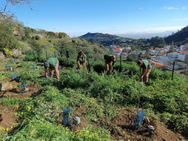El Cabildo de Gran Canaria planta cerca de tres mil &aacute;rboles en los montes de la isla a trav&eacute;s del proyecto Fomento para el Empleo 2025