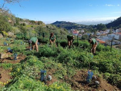 El Cabildo de Gran Canaria planta cerca de tres mil árboles en los montes de la isla a través del proyecto Fomento para el Empleo 2025