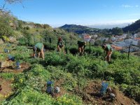 El Cabildo de Gran Canaria planta cerca de tres mil &aacute;rboles en los montes de la isla a trav&eacute;s del proyecto Fomento para el Empleo 2025