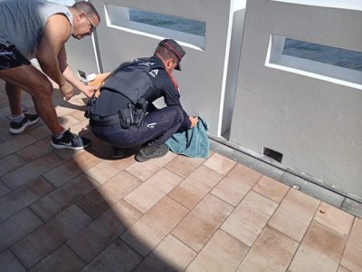 La Polic&iacute;a Auton&oacute;mica participa en el rescate de algunas pardelas accidentadas por contaminaci&oacute;n lum&iacute;nica